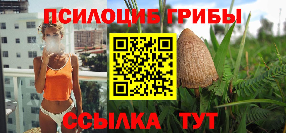 Псилоцибиновые грибы Cubensis Карачаевск